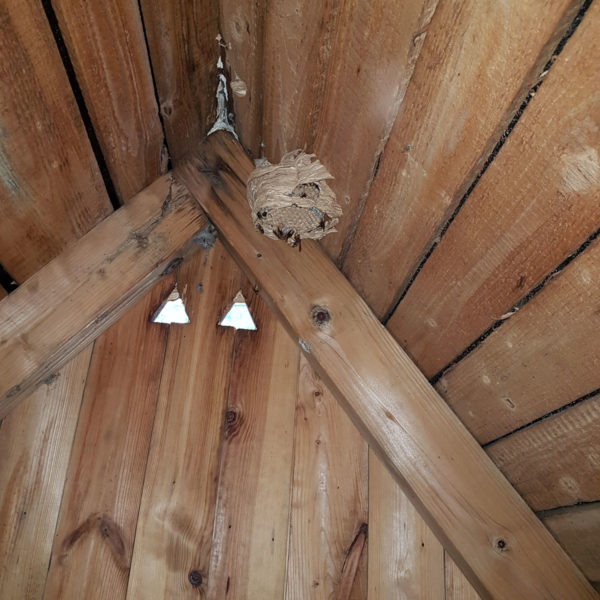 Usuwanie gniazda szerszeni