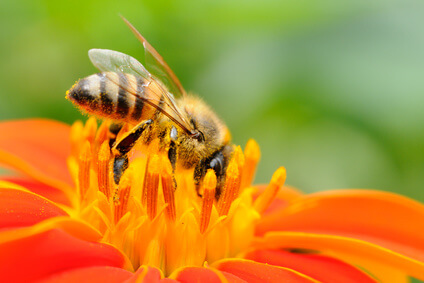 Usuwanie gniazd pszczół